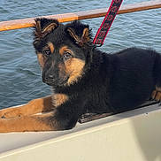 Lola Bean is registered to the contest to win money with this photo: animal, black_and_tan, boat, collar, daylight, dog, ears, eyes, fluffy, leash, lying_down, maritime, outdoors, paws, pet, portrait, puppy, snout, water, wooden_railing