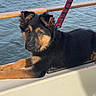 animal, black_and_tan, boat, collar, daylight, dog, ears, eyes, fluffy, leash, lying_down, maritime, outdoors, paws, pet, portrait, puppy, snout, water, wooden_railing