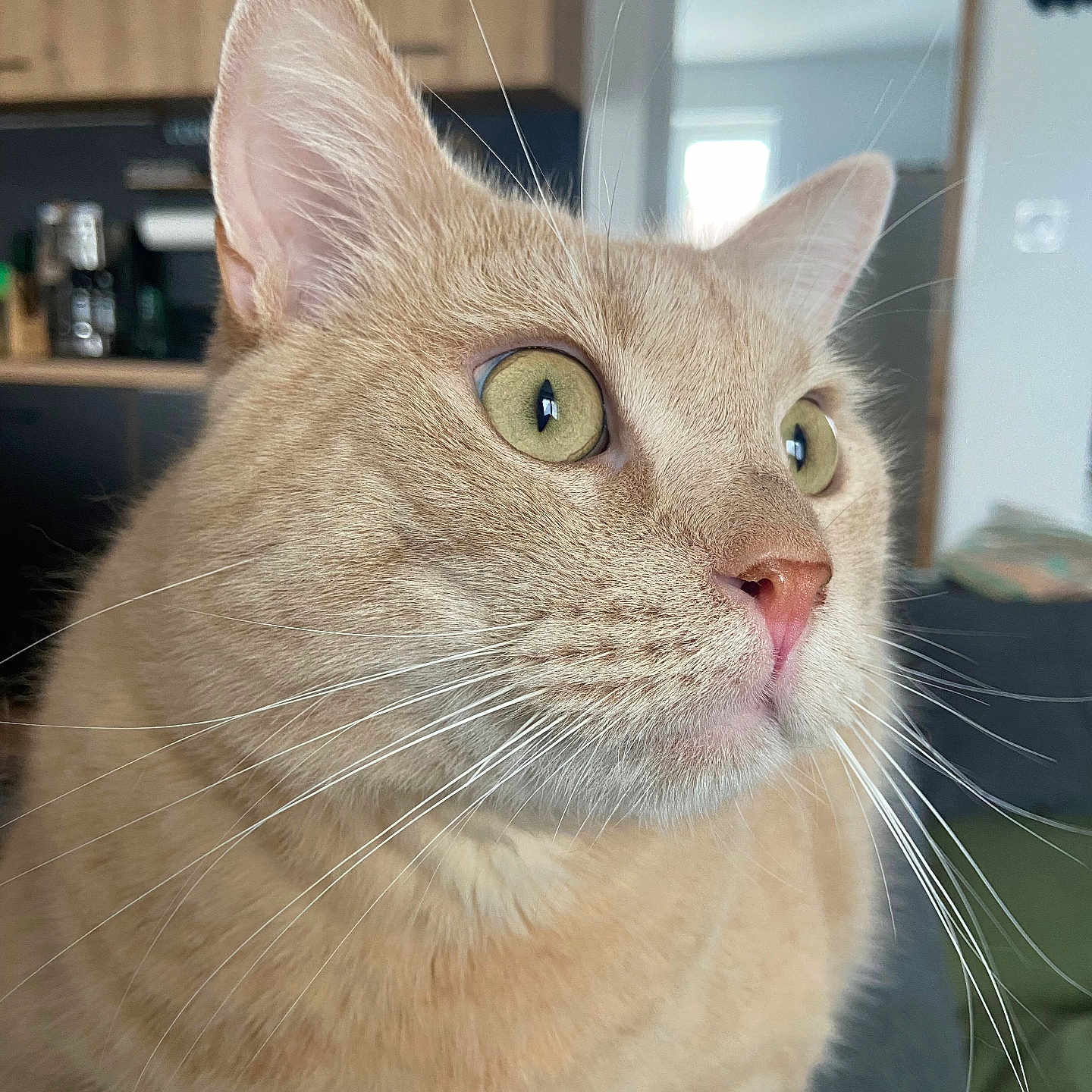 Booby