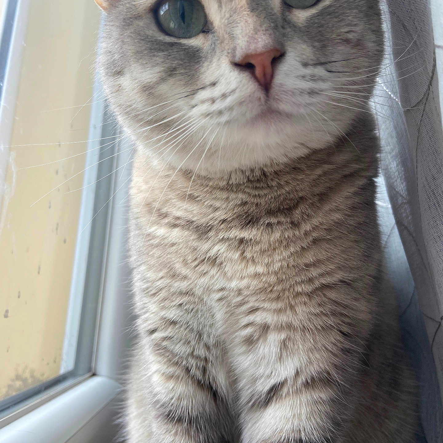 Hylda a rejoint le concours — aidez-le/la à gagner de superbes lots ! abyssinian, angora, animal, cat, egyptiancat, kitten, manx, pet, siamese, window, windowsill
