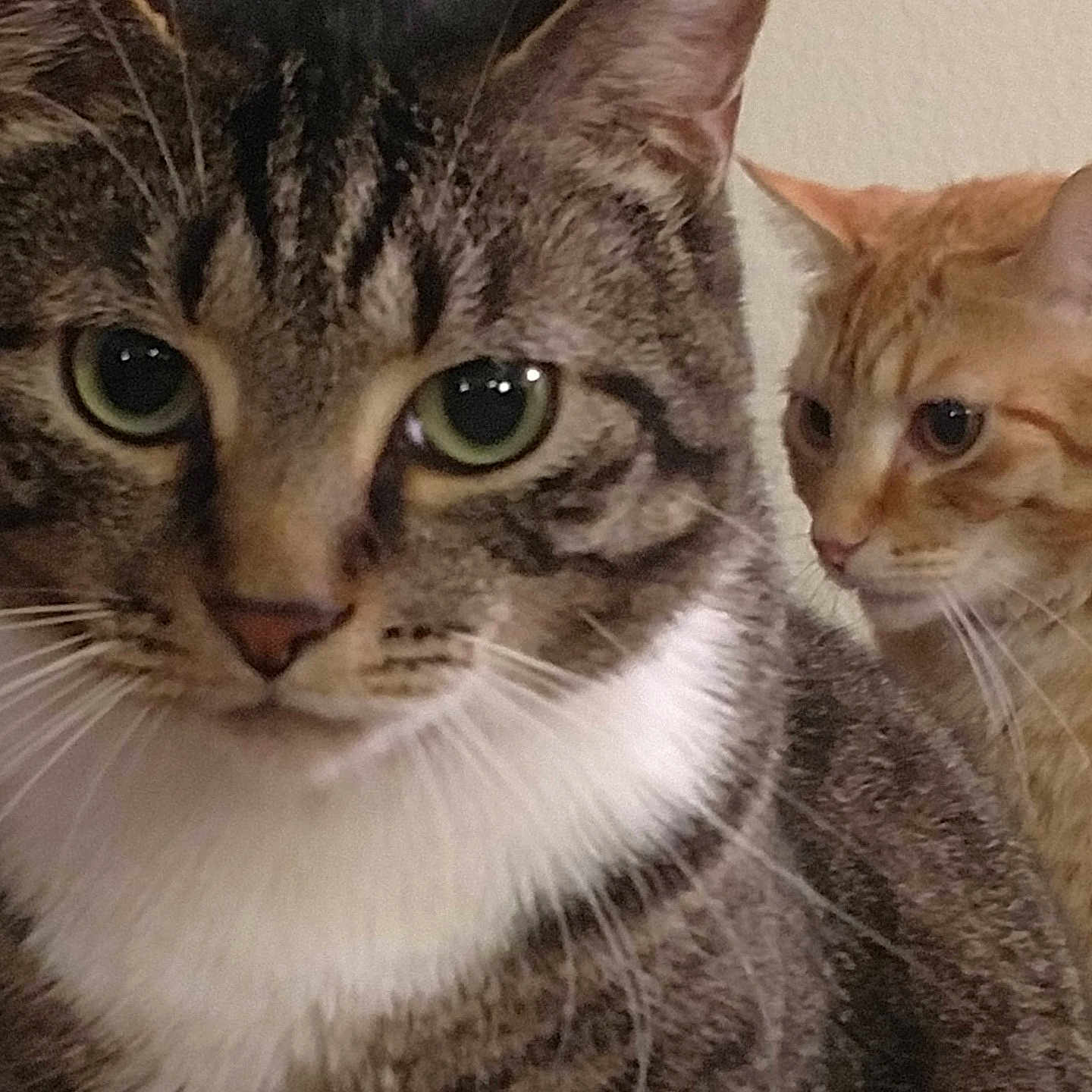 Pac And Wally joined the competition — help win amazing prizes! animal, cat, close_up, companion, curious, domestic_cat, ears, face, feline, fur, green_eyes, indoor, looking, orange_cat, orange_eyes, pets, portrait, tabby_cat, two_animals, whiskers