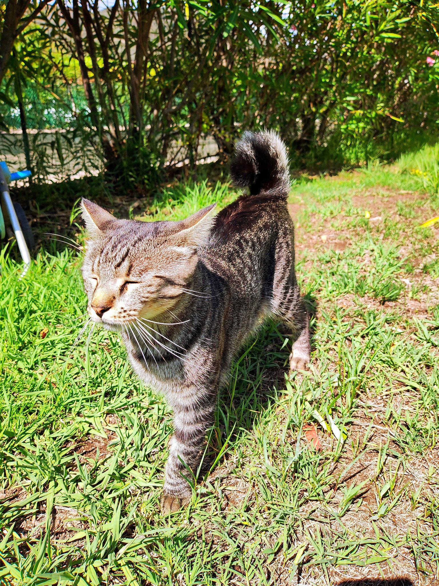 Rio participe au concours pour gagner de l'argent avec cette photo : bobcat, carnivore, cat, claw, domestic_short_haired_cat, eye, fawn, felidae, fur, grass, groundcover, lynx, paw, plant, small_to_medium_sized_cats, snout, tail, terrestrial_animal, tree, whiskers