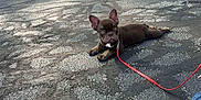 Chico is registered to the contest to win money with this photo: animal, asphalt, brown, canine, collar, cute, dog, ears, footwear, french_bulldog, leash, outdoor, pet, puppy, resting, shoe, small_dog, sunlight, texture, walking