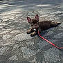 animal, asphalt, brown, canine, collar, cute, dog, ears, footwear, french_bulldog, leash, outdoor, pet, puppy, resting, shoe, small_dog, sunlight, texture, walking