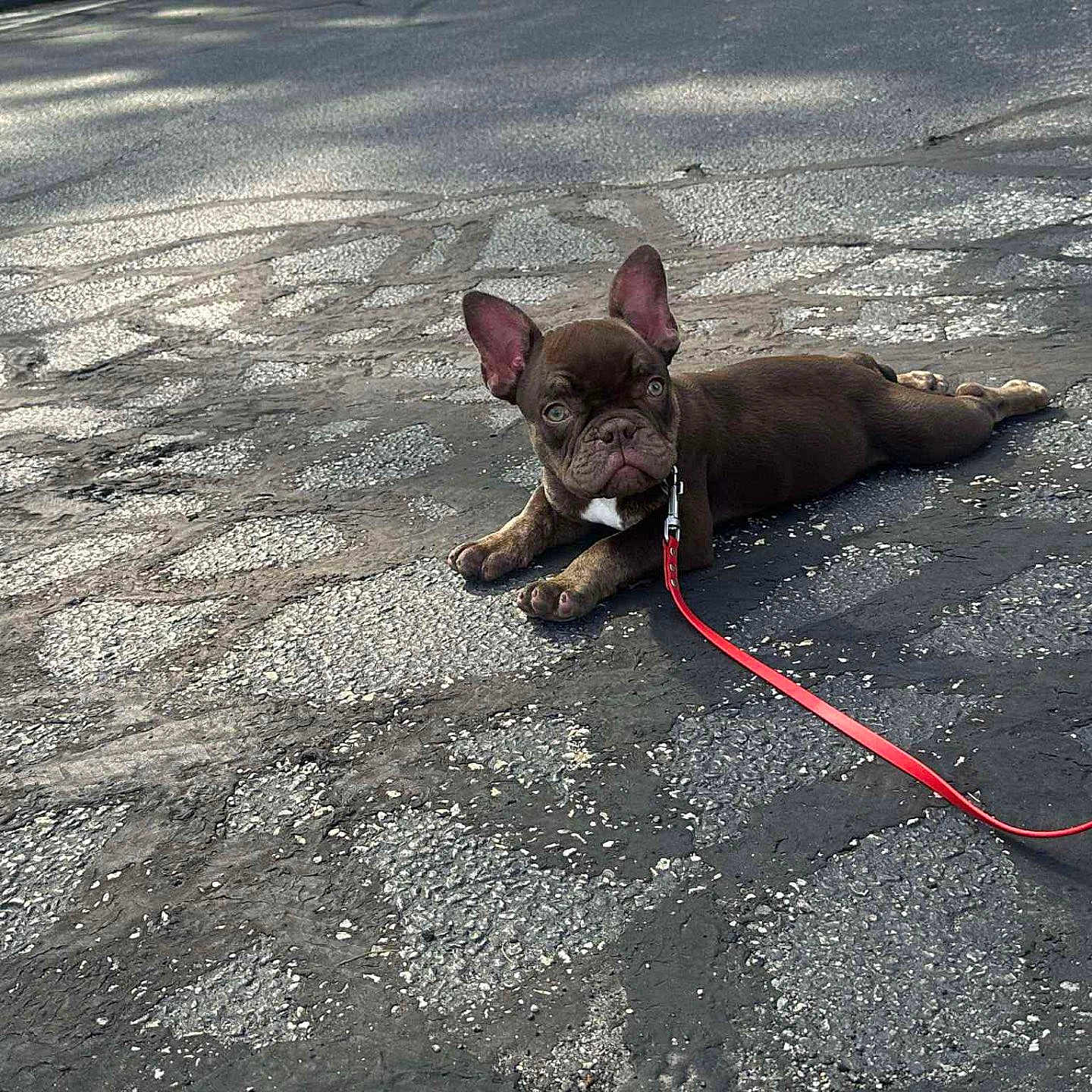 Chico is registered to the contest to win money with this photo: animal, asphalt, brown, canine, collar, cute, dog, ears, footwear, french_bulldog, leash, outdoor, pet, puppy, resting, shoe, small_dog, sunlight, texture, walking