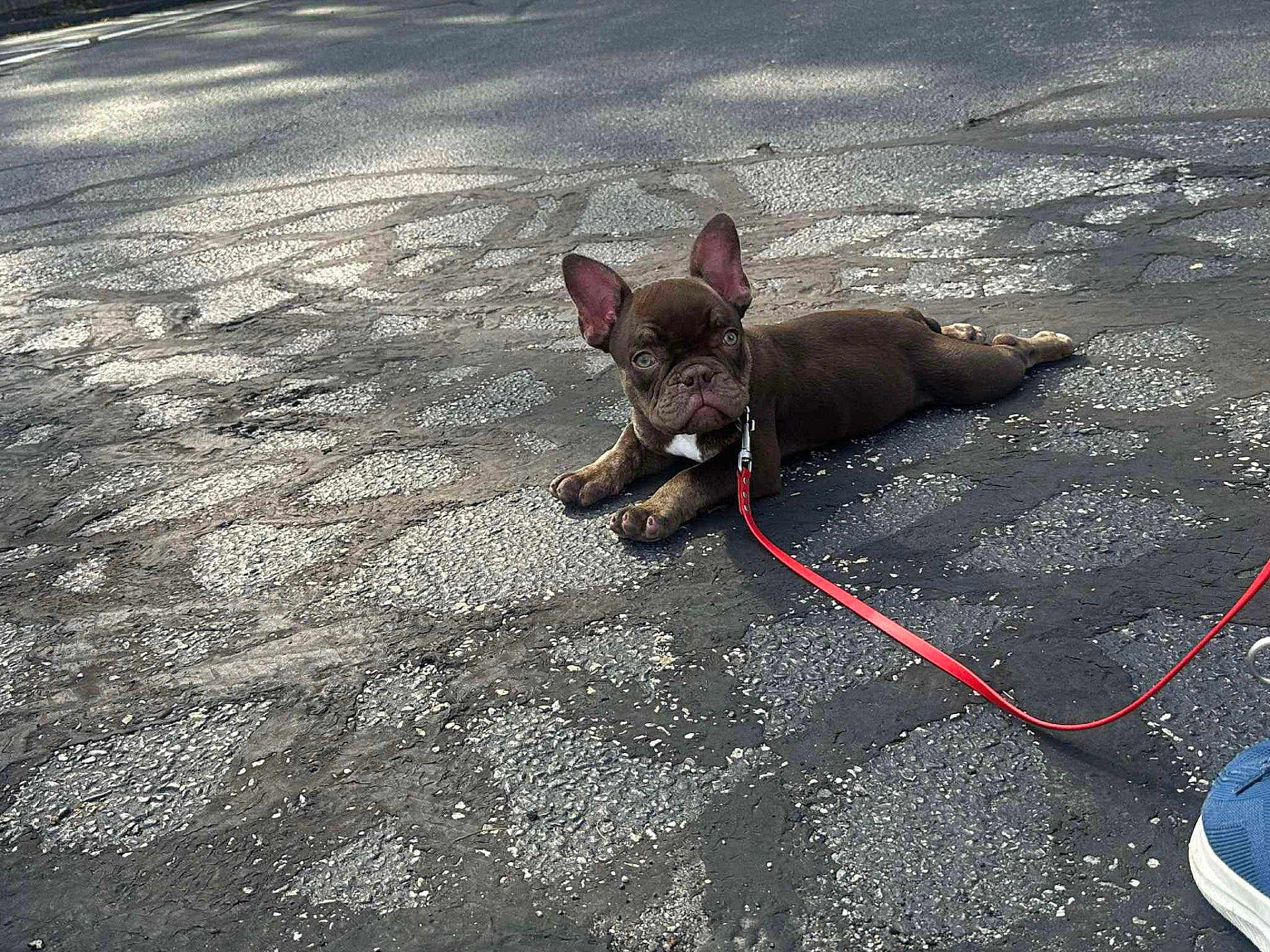 Chico