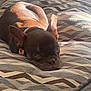Chico joined the competition — help win amazing prizes! animal, brown_fur, closeup, comfort, cozy, cushion, cute, dog, ears, face, floor, french_bulldog, home, indoor, patterned_textile, pet, puppy, relaxed, resting, sunlight