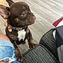 Chico joined the competition — help win amazing prizes! brown, canine, clothing, collar, couch, curious, denim, dog, floor, furniture, home, indoor, knees, looking, paw, pet, puppy, shorts, white_patch, young