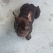 Chico is registered to the contest to win money with this photo: animal, brown_dog, cleaning_product, companion, concrete_floor, crack, curious, cute, dog, ears_up, floor, french_bulldog, indoor, laying_down, looking_up, pet, puppy, small_dog, wooden_chair, yellow_container