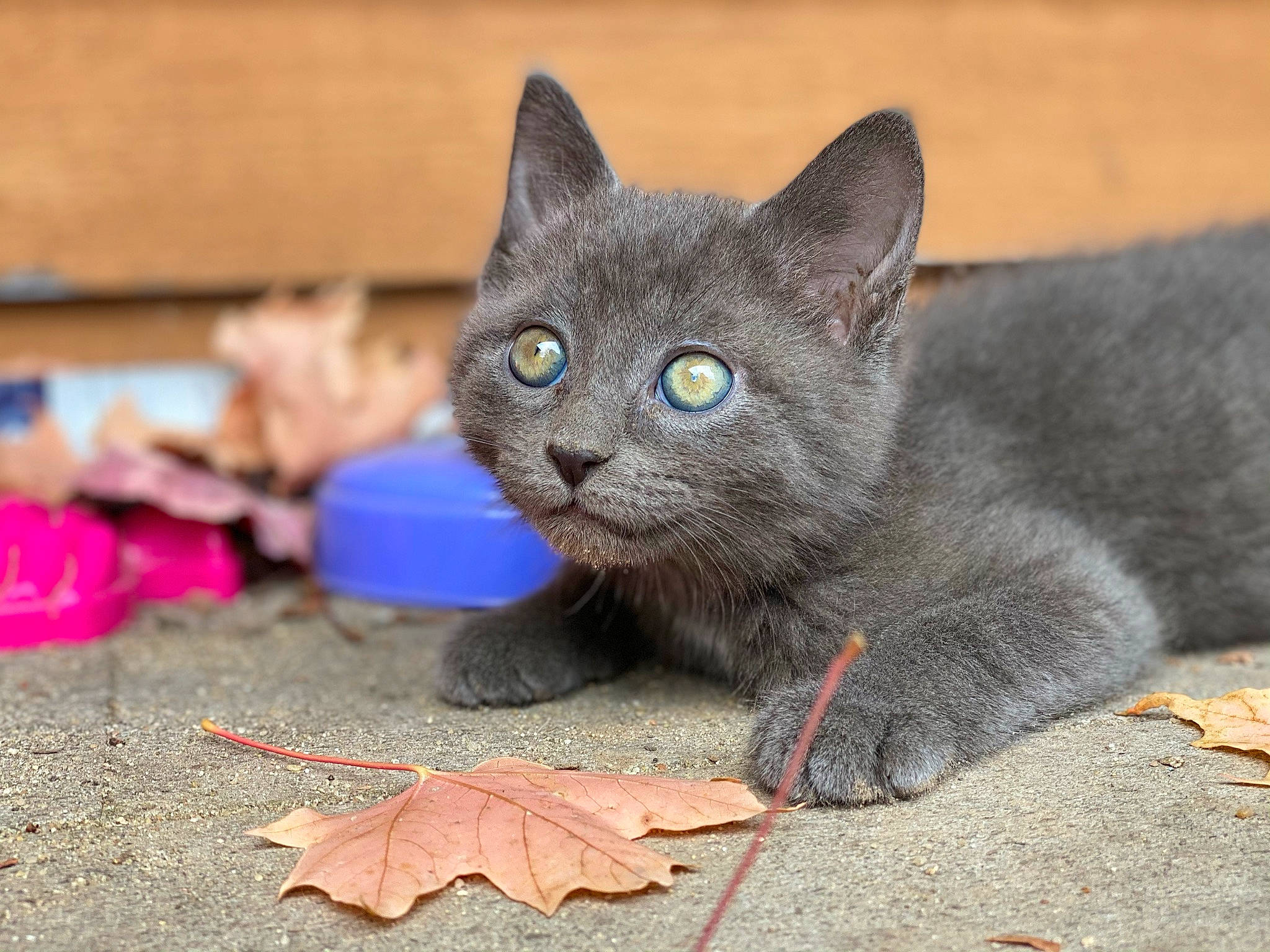 Sokka joined the competition — help win amazing prizes! carnivore, cat, claw, domestic_short_haired_cat, felidae, fur, grey, organism, paw, russian_blue, sitting, small_to_medium_sized_cats, snout, soil, still_life_photography, tail, terrestrial_animal, whiskers, window, wood