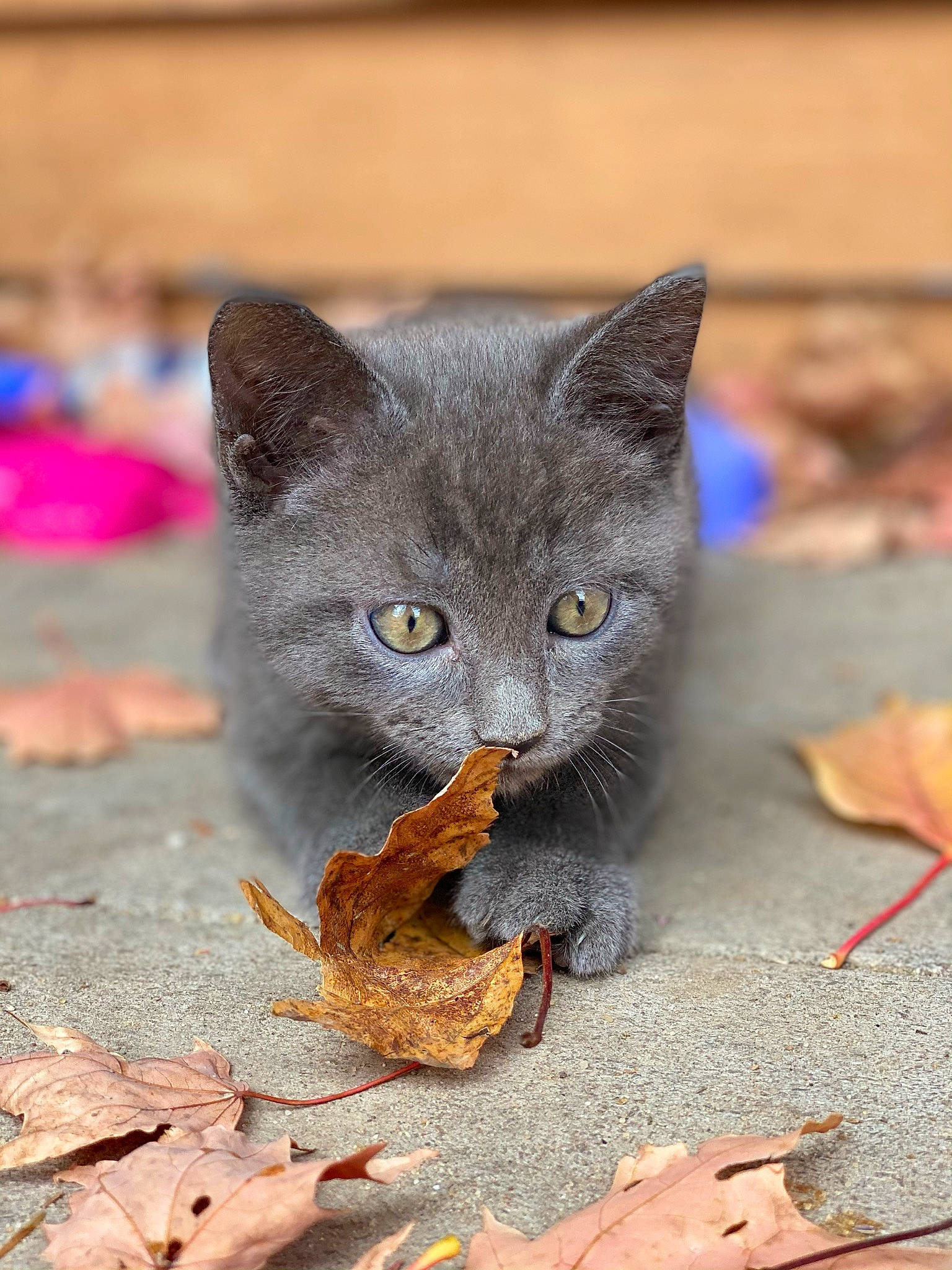 Sokka joined the competition — help win amazing prizes! black_cat, carnivore, cat, chartreux, claw, domestic_short_haired_cat, fawn, felidae, fur, grey, paw, plant, road_surface, russian_blue, sitting, small_to_medium_sized_cats, snout, tail, whiskers, window