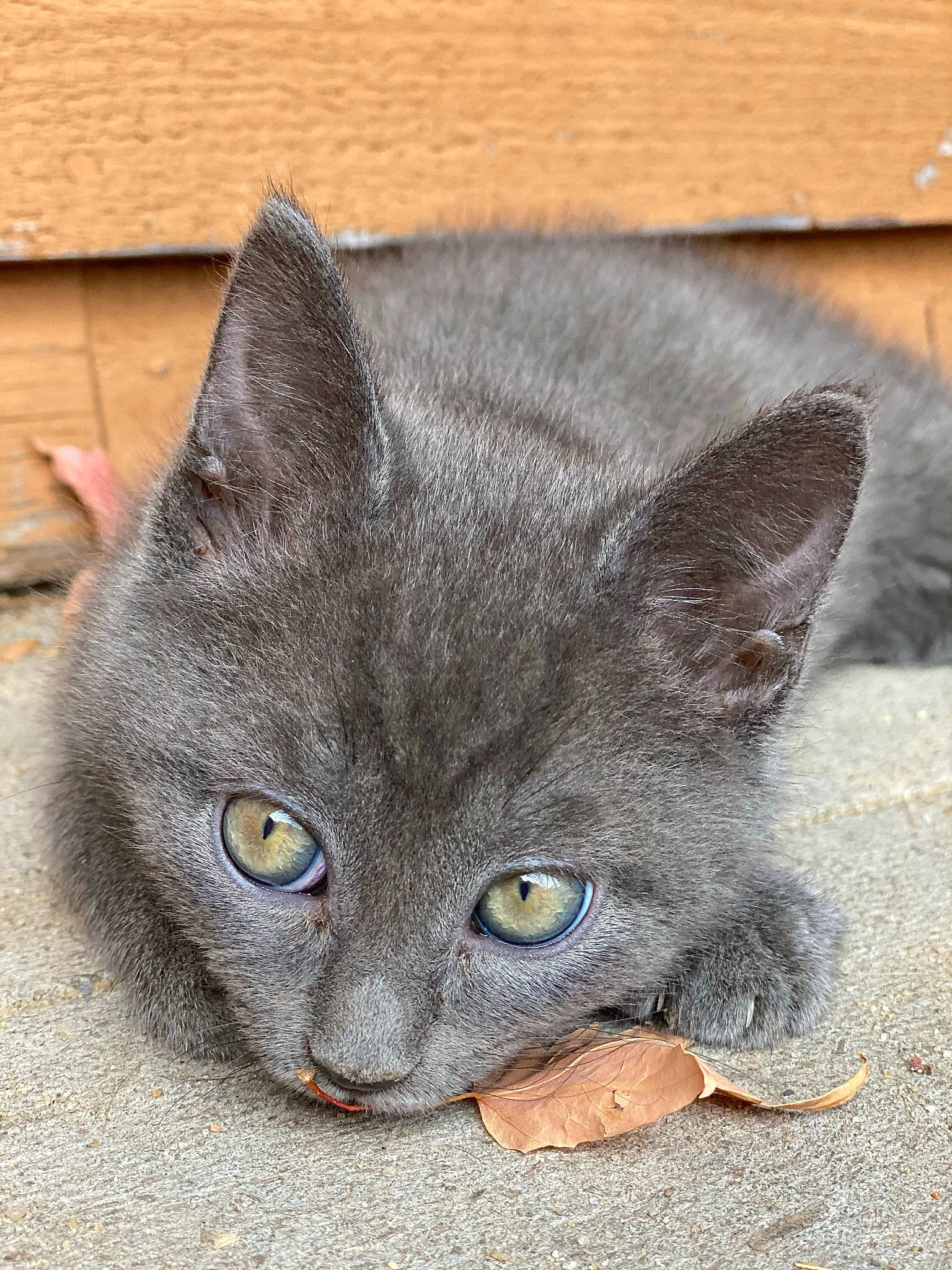 Sokka is registered to the contest to win money with this photo: carnivore, cat, domestic_short_haired_cat, felidae, fur, grey, russian_blue, small_to_medium_sized_cats, snout, whiskers, window