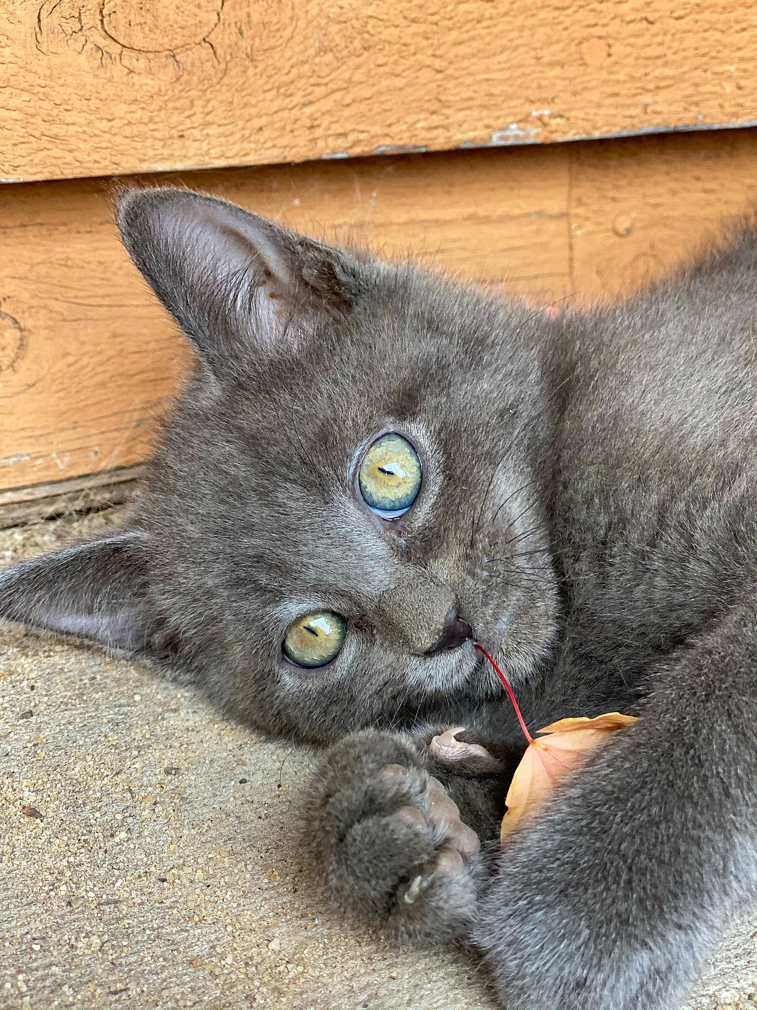 Sokka is registered to the contest to win money with this photo: black_cat, carnivore, cat, claw, domestic_short_haired_cat, eye, fawn, felidae, foot, fur, grey, head, paw, russian_blue, small_to_medium_sized_cats, snout, tail, terrestrial_animal, whiskers, window