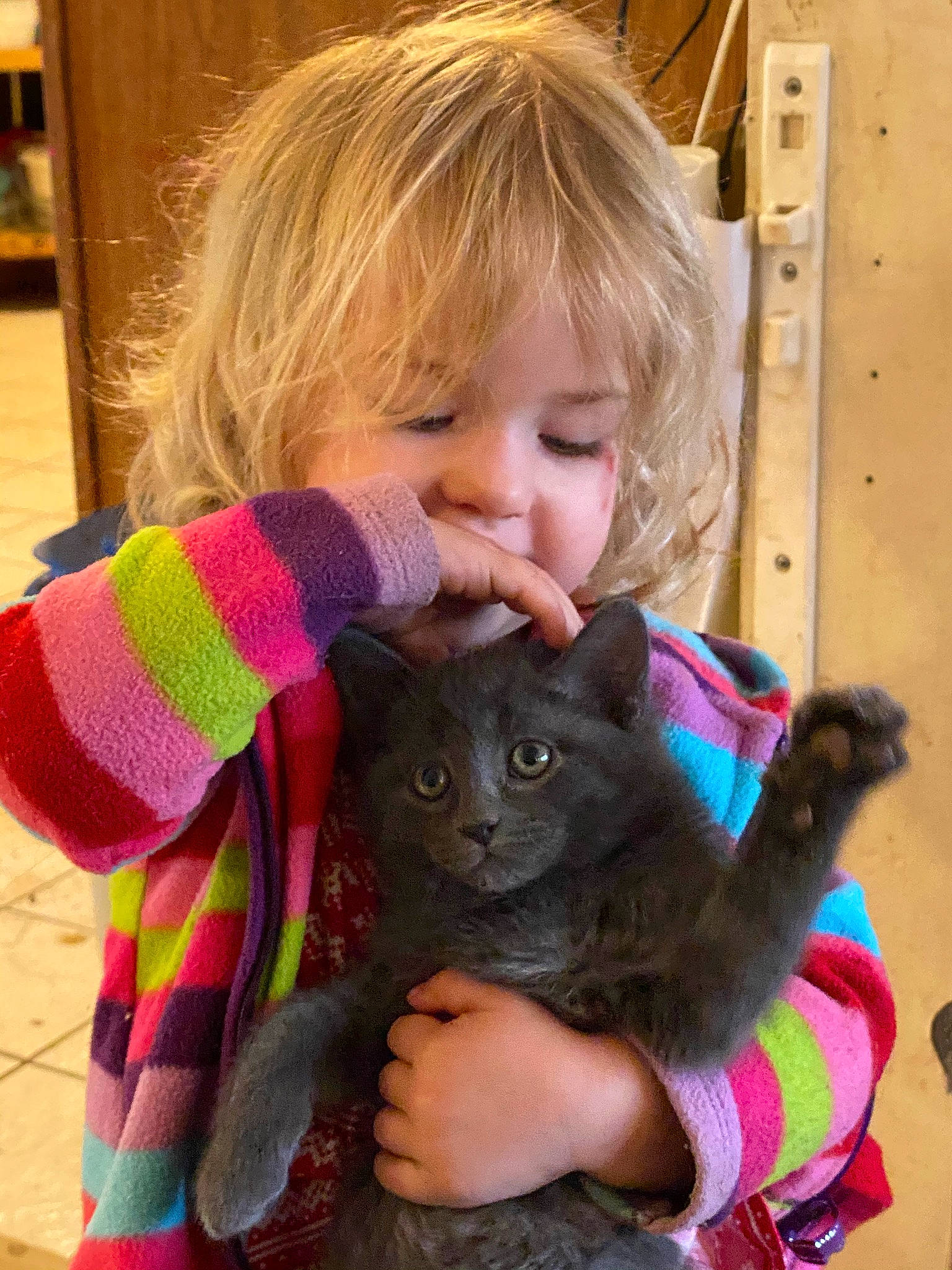 Sokka joined the competition — help win amazing prizes! carnivore, cat, comfort, ear, eye, fawn, felidae, finger, gesture, happy, head, human_body, mammal, nose, pink, skin, sleeve, small_to_medium_sized_cats, vertebrate, whiskers