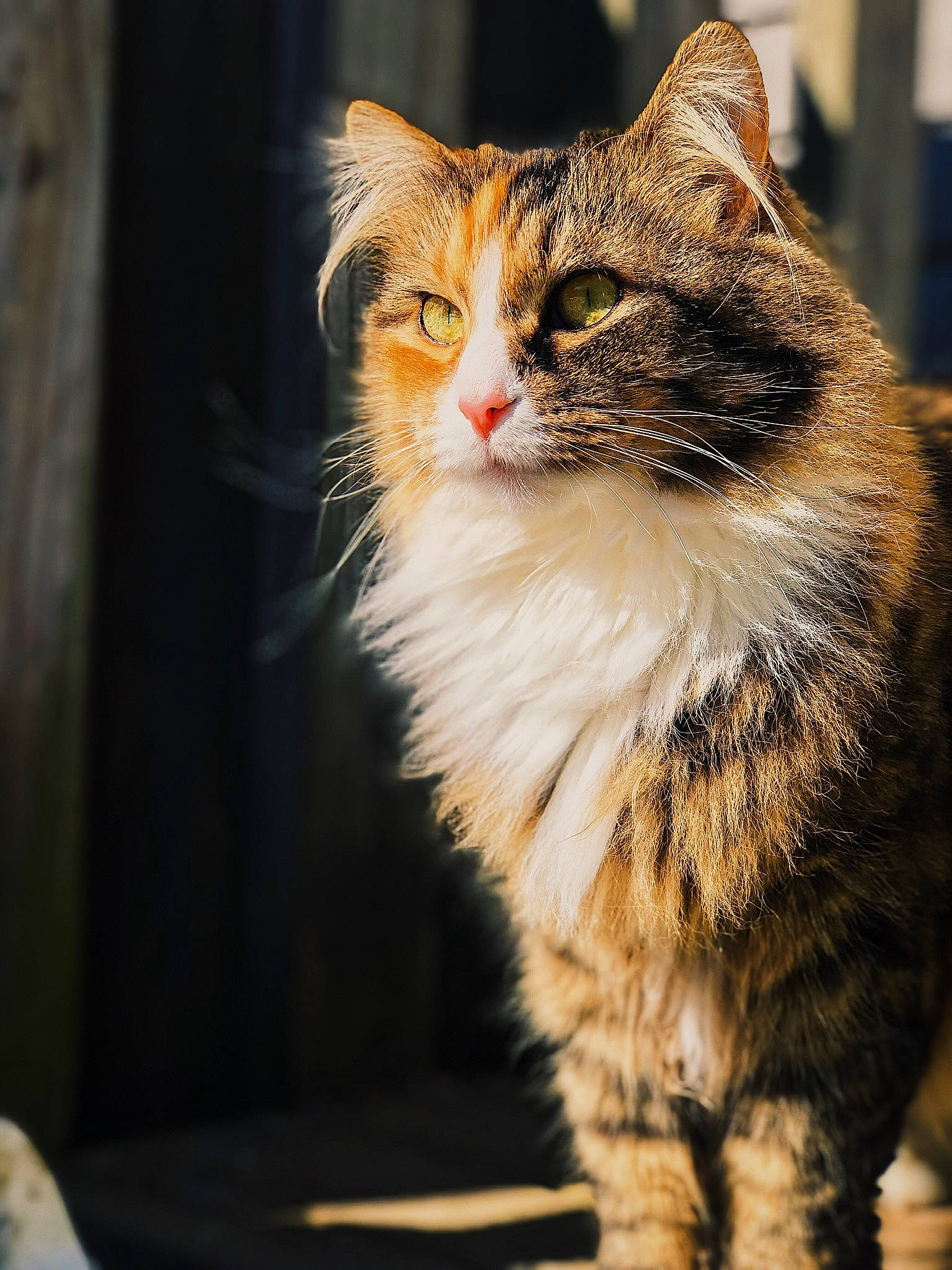 Sweet Pea is registered to the contest to win money with this photo: carnivore, cat, domestic_short_haired_cat, fawn, felidae, fur, grass, paw, photo_caption, sitting, small_to_medium_sized_cats, snout, tail, terrestrial_animal, tree, whiskers, wildlife, window, wood