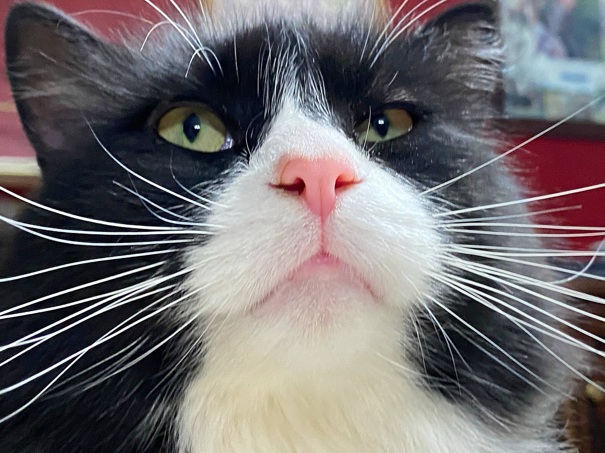 Loki joined the competition — help win amazing prizes! carnivore, cat, close_up, domestic_short_haired_cat, eye, felidae, fur, grass, hair, head, iris, plant, small_to_medium_sized_cats, snout, tail, terrestrial_animal, whiskers