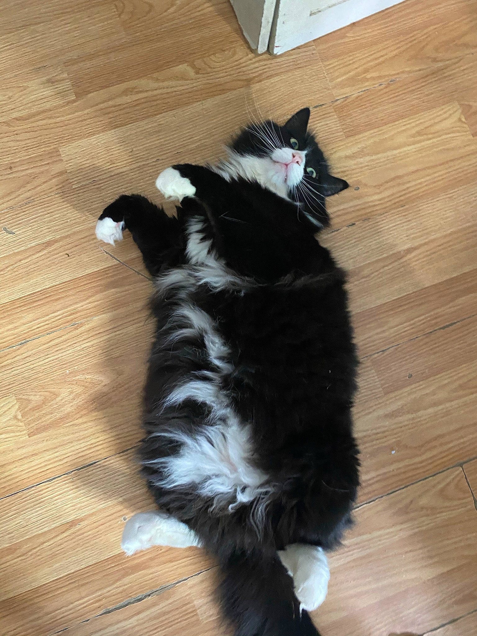 Loki is registered to the contest to win money with this photo: canidae, carnivore, cat, claw, companion_dog, dog_breed, domestic_short_haired_cat, felidae, flooring, foot, fur, hardwood, paw, small_to_medium_sized_cats, sporting_group, tail, toy, whiskers, wood, wood_stain