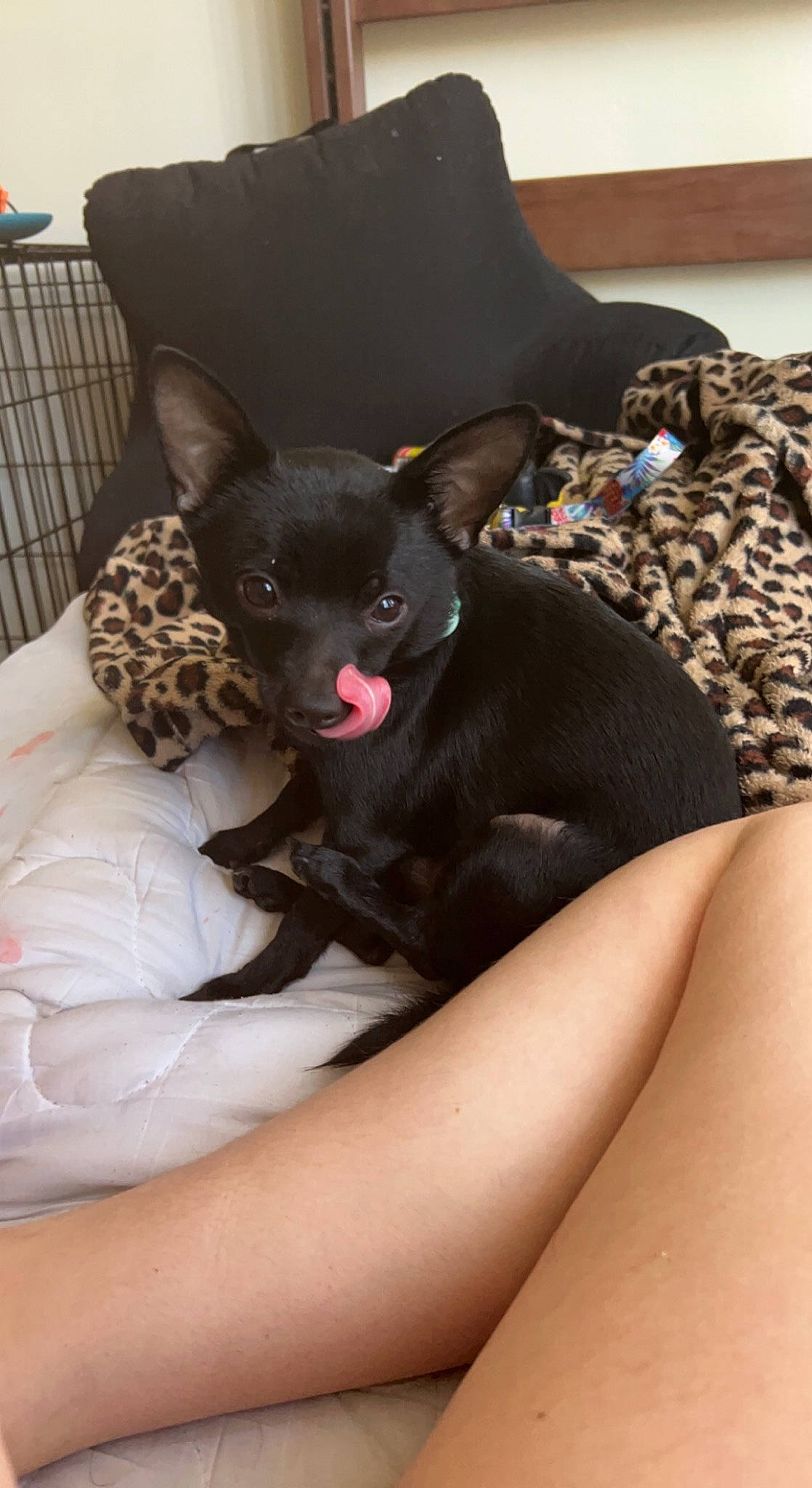 Fred is registered to the contest to win money with this photo: bed, carnivore, chihuahua, comfort, companion_dog, couch, dog, dog_breed, fawn, felidae, foot, fur, human_leg, linens, snout, sporting_group, thigh, toy_dog, whiskers, working_animal