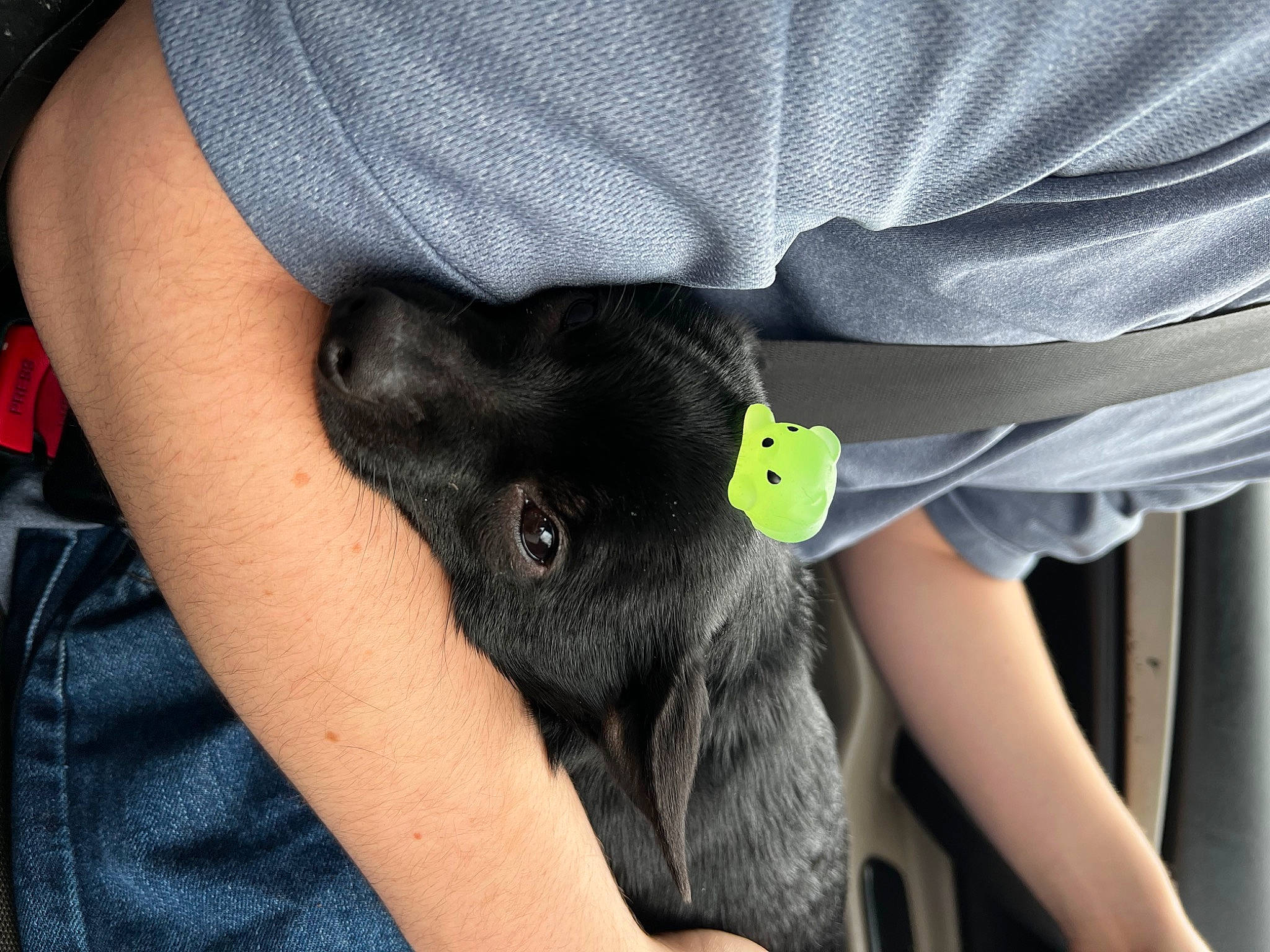 Fred is registered to the contest to win money with this photo: black_hair, canidae, carnivore, comfort, companion_dog, dog, dog_breed, ear, elbow, fawn, fur, gesture, grey, human_leg, nail, sleeve, snout, sporting_group, working_animal, wrist