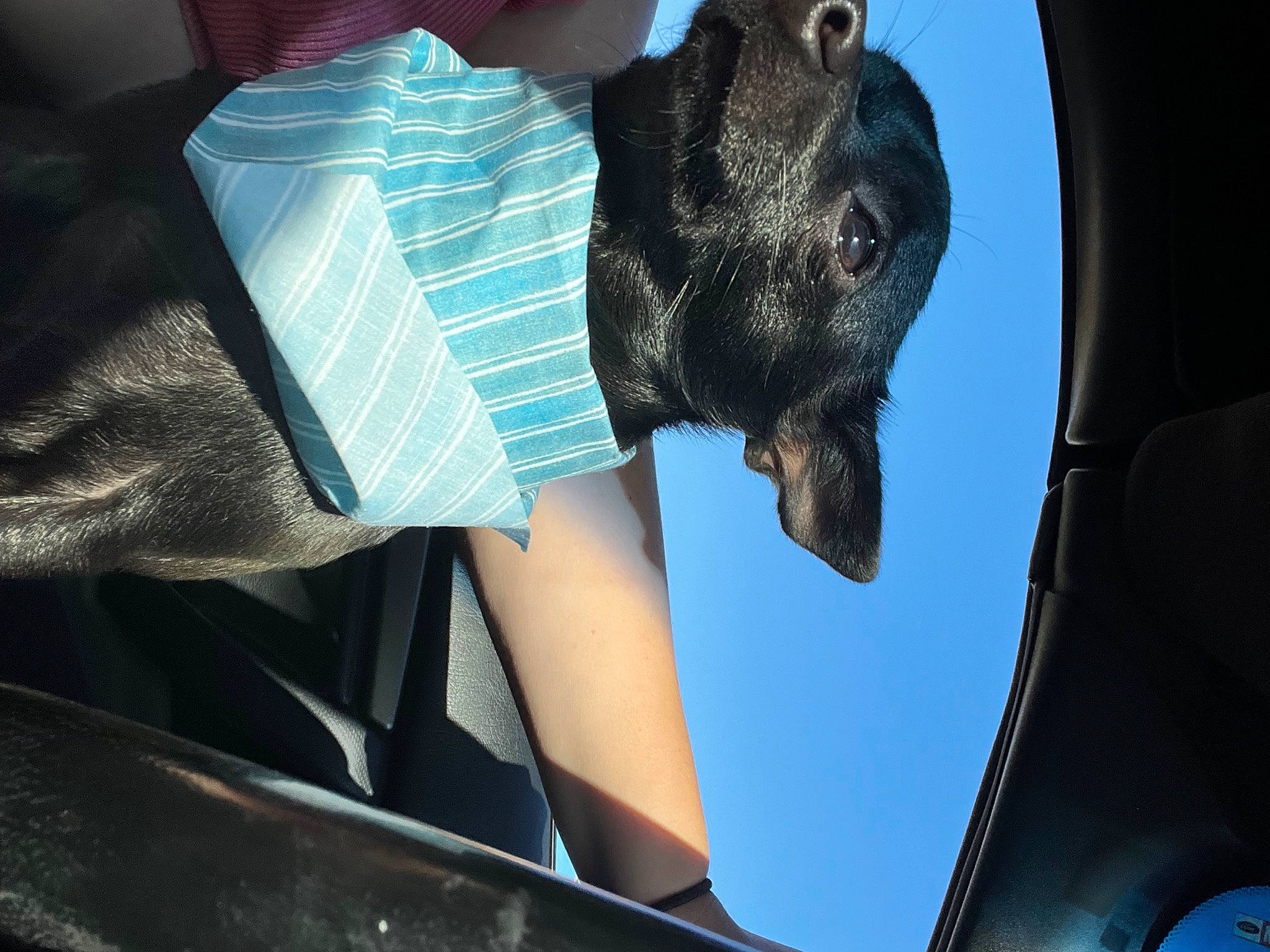 Fred is registered to the contest to win money with this photo: auto_part, automotive_design, automotive_exterior, automotive_lighting, automotive_tire, carnivore, dog, dog_breed, electric_blue, fawn, gesture, hand, hat, headgear, helmet, hood, leg, vehicle_door, window, working_animal