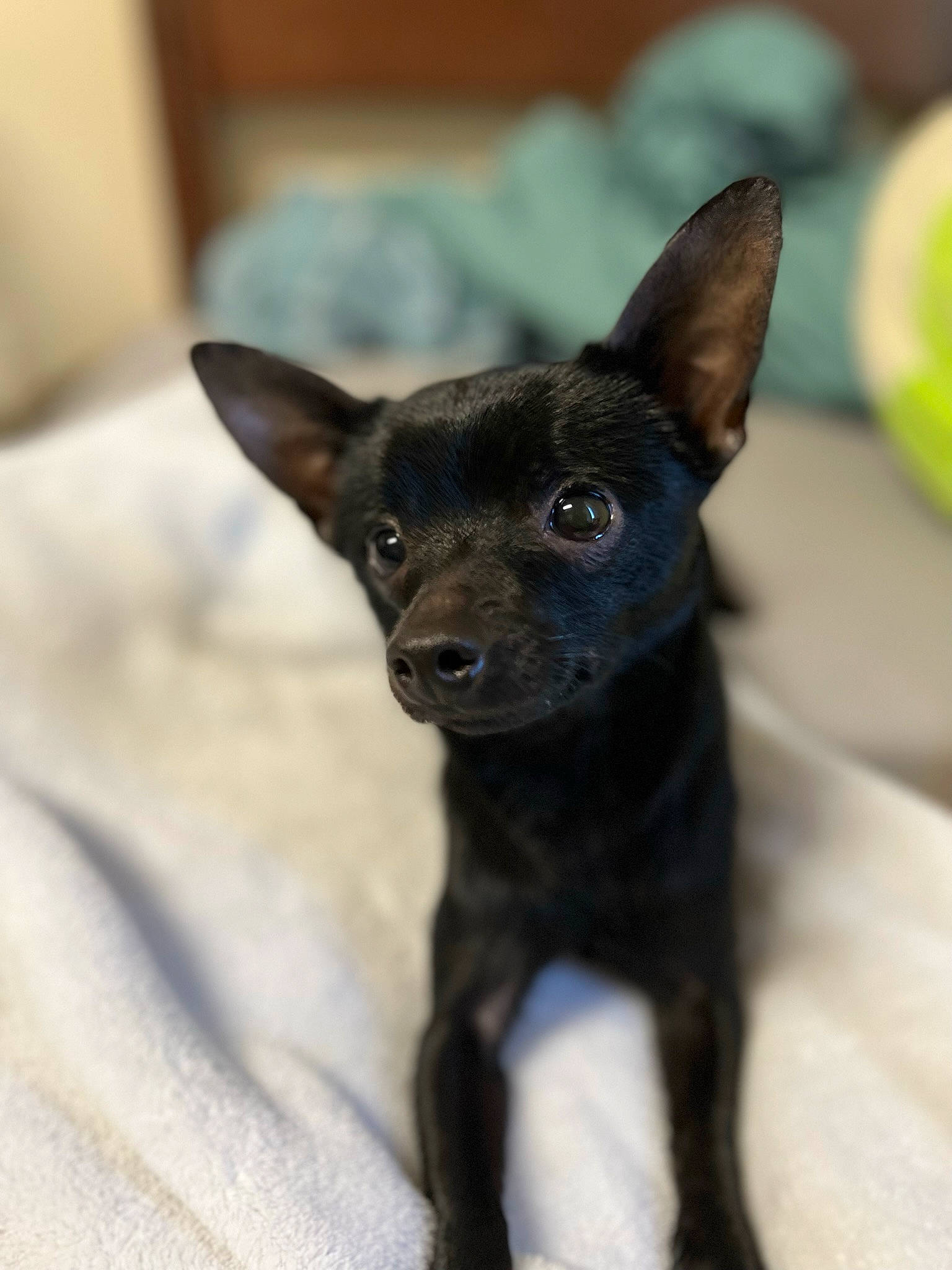 Fred joined the competition — help win amazing prizes! canidae, carnivore, companion_dog, dog, dog_breed, fawn, fur, non_sporting_group, prazsky_krysarik, puppy, snout, sporting_group, terrestrial_animal, toy_dog, whiskers, working_animal, working_dog