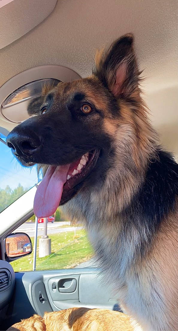 Cynder joined the competition — help win amazing prizes! auto_part, automotive_exterior, automotive_mirror, automotive_window_part, canidae, carnivore, companion_dog, dog, dog_breed, fur, german_shepherd_dog, king_shepherd, old_german_shepherd_dog, pet_supply, rear_view_mirror, snout, sporting_group, vehicle_door, windscreen_wiper, windshield