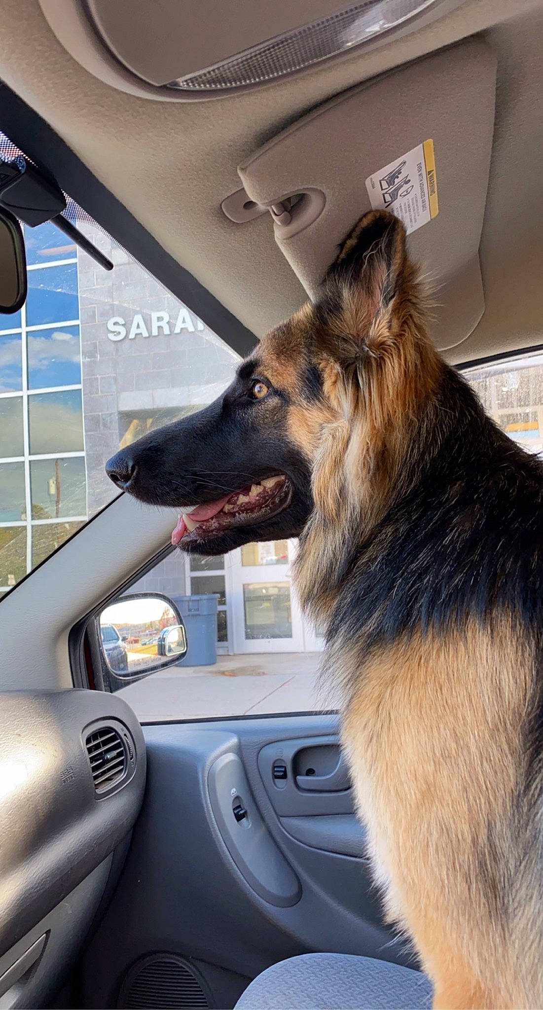 Cynder is registered to the contest to win money with this photo: automotive_mirror, car, carnivore, companion_dog, dog, dog_breed, german_shepherd_dog, gesture, herding_dog, king_shepherd, motor_vehicle, old_german_shepherd_dog, personal_luxury_car, rear_view_mirror, snout, vehicle, vehicle_door, window, windscreen_wiper, windshield