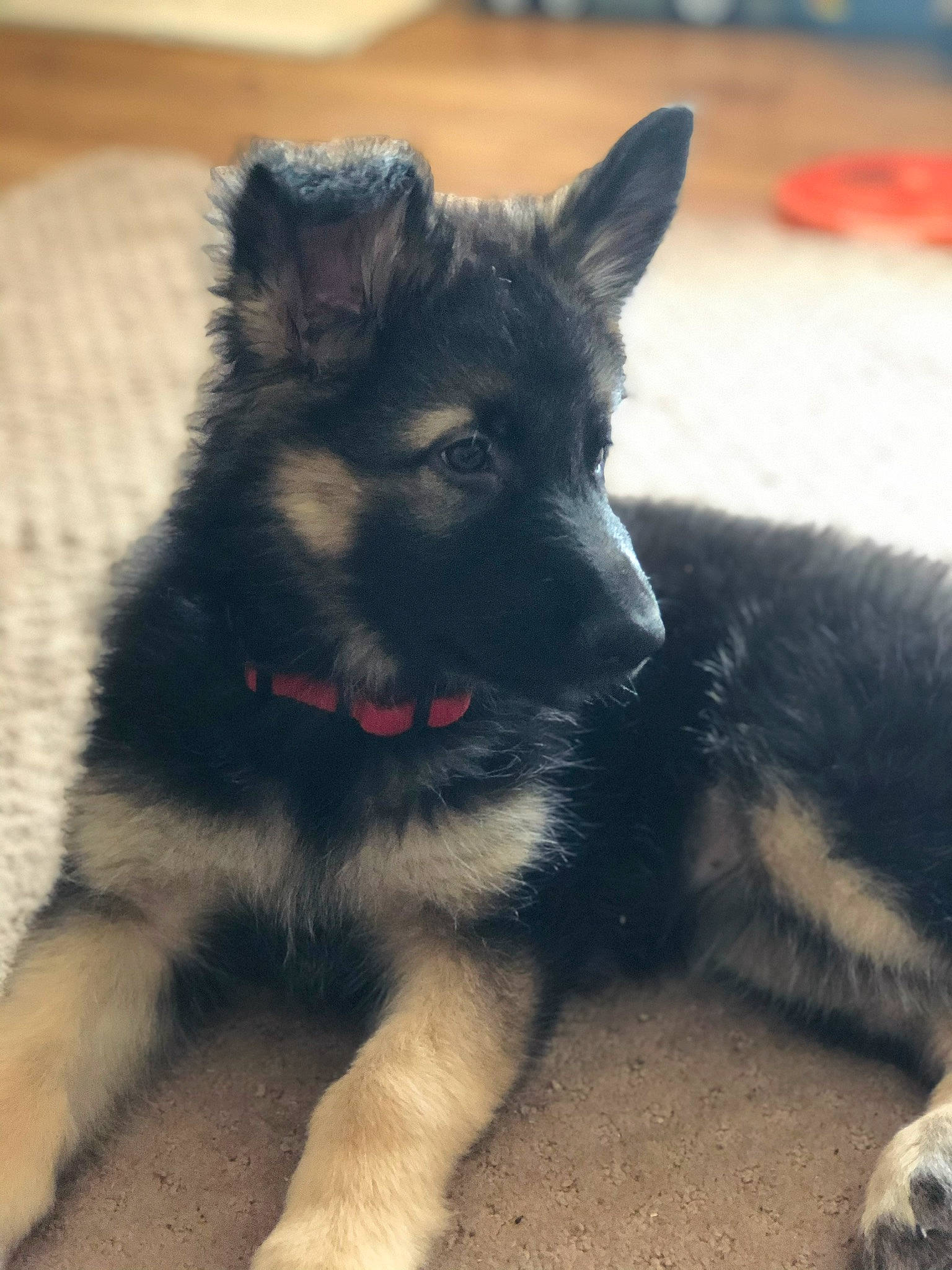 Cynder joined the competition — help win amazing prizes! canidae, carnivore, companion_dog, dog, dog_breed, dog_collar, foot, fur, hardwood, herding_dog, king_shepherd, non_sporting_group, old_german_shepherd_dog, paw, shadow, sporting_group, tail, terrestrial_animal, working_animal, working_dog