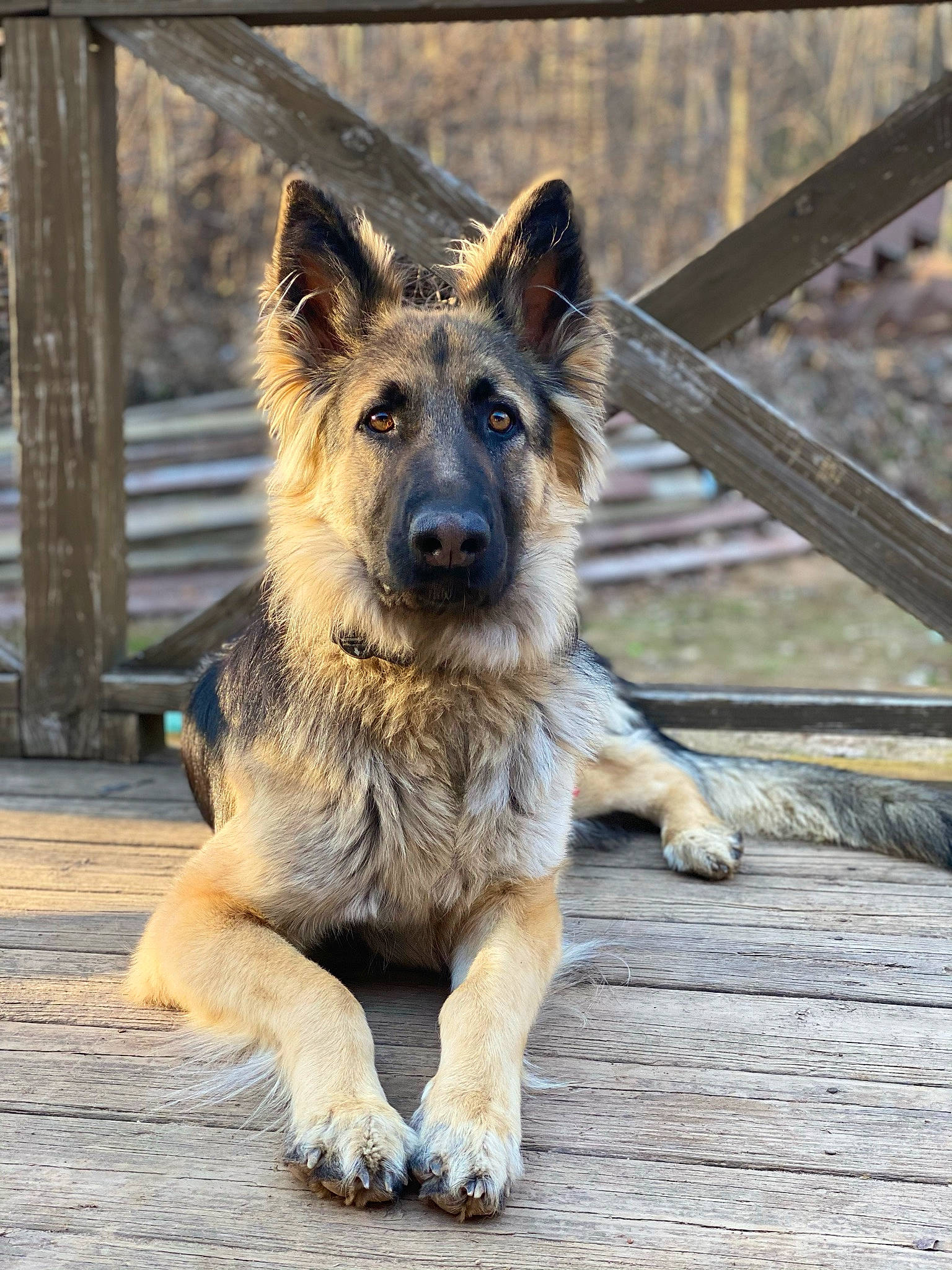 Cynder joined the competition — help win amazing prizes! canidae, canis, carnivore, companion_dog, dog, dog_breed, east_european_shepherd, fawn, fur, german_shepherd_dog, herding_dog, king_shepherd, old_german_shepherd_dog, plant, snout, sporting_group, terrestrial_animal, wildlife, wood, working_dog