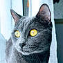 Tally a rejoint le concours — aidez-le/la à gagner de superbes lots ! cat, gray_cat, yellow_eyes, close_up, pet, animal, feline, whiskers, indoor, window, curtain, soft_light, portrait, looking_away, fur, domestic_cat, mammal, cute, animal_portrait, focused