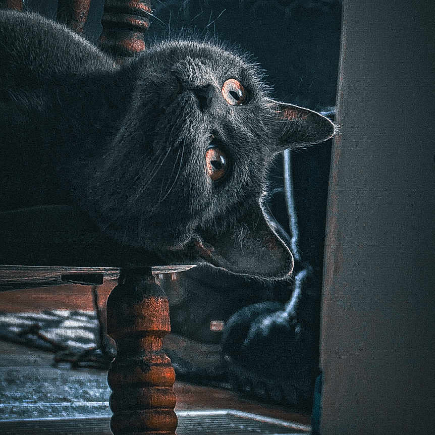 Tally a rejoint le concours — aidez-le/la à gagner de superbes lots ! animal, black_cat, cat, closeup, cozy, curious, domestic, feline, floor, glass_container, home, indoor, light, looking, pet, resting, shadow, texture, wood, wooden_chair