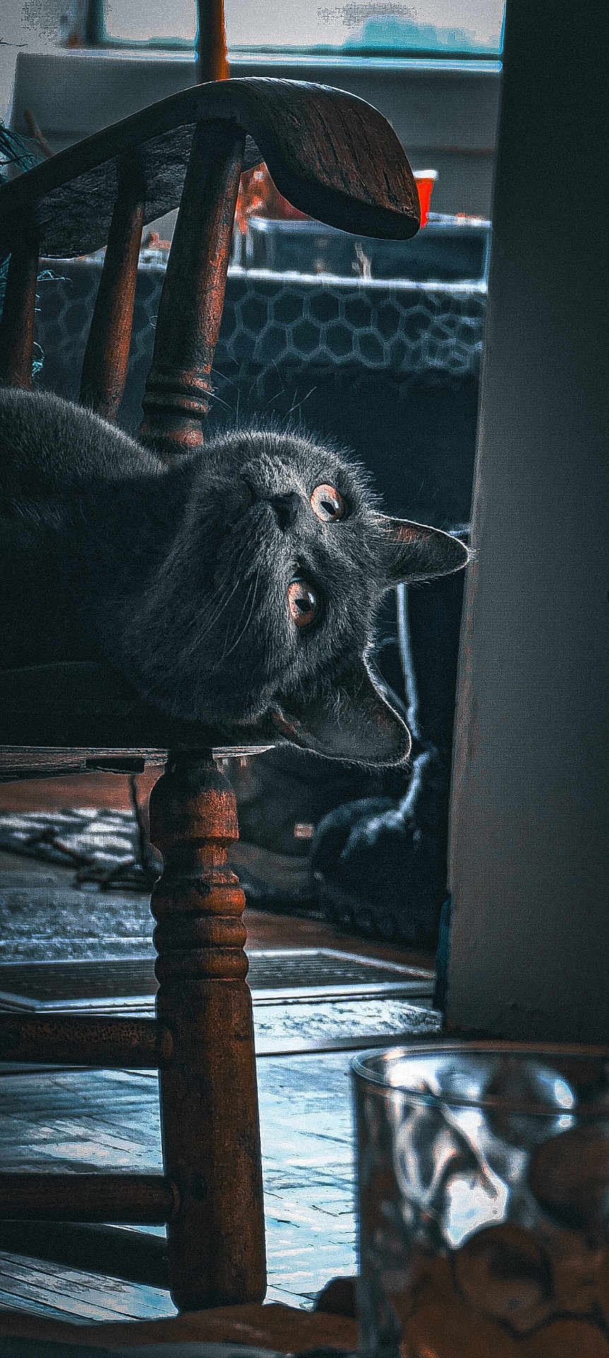 Tally a rejoint le concours — aidez-le/la à gagner de superbes lots ! cat, black_cat, wooden_chair, indoor, curious, pet, feline, floor, glass_container, shadow, light, cozy, animal, texture, wood, home, domestic, looking, closeup, resting