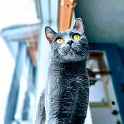 Tally participe au concours pour gagner de l'argent avec cette photo : cat, gray_cat, yellow_eyes, indoor, pet, animal, feline, curious, portrait, close_up, soft_light, blurred_background, whiskers, alert, standing, fur, ears, nose, domestic_animal, house