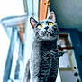 cat, gray_cat, yellow_eyes, indoor, pet, animal, feline, curious, portrait, close_up, soft_light, blurred_background, whiskers, alert, standing, fur, ears, nose, domestic_animal, house