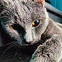 Tally a rejoint le concours — aidez-le/la à gagner de superbes lots ! cat, gray_cat, close_up, yellow_eyes, whiskers, fur, paw, pet, animal, cute, domestic_cat, portrait, face, indoor, relaxed, feline, mammal, nose, eye, closeup