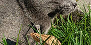 Tally a rejoint le concours — aidez-le/la à gagner de superbes lots ! cat, gray_cat, yellow_eyes, grass, outdoor, sunlight, nature, animal, pet, feline, closeup, side_view, ear, whiskers, collar, leaf, greenery, daylight, mammal, wildlife