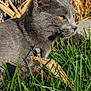 cat, gray_cat, yellow_eyes, grass, outdoor, sunlight, nature, animal, pet, feline, closeup, side_view, ear, whiskers, collar, leaf, greenery, daylight, mammal, wildlife