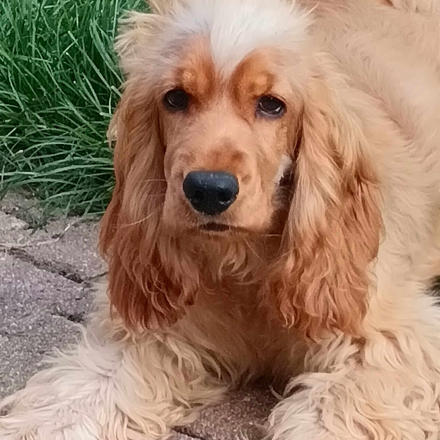 Vick participe au concours pour gagner de l'argent avec cette photo : animal, canine, cockerspaniel, dog, flagstone, hound, papillon, path, pet, poodle, puppy, terrier, walkway