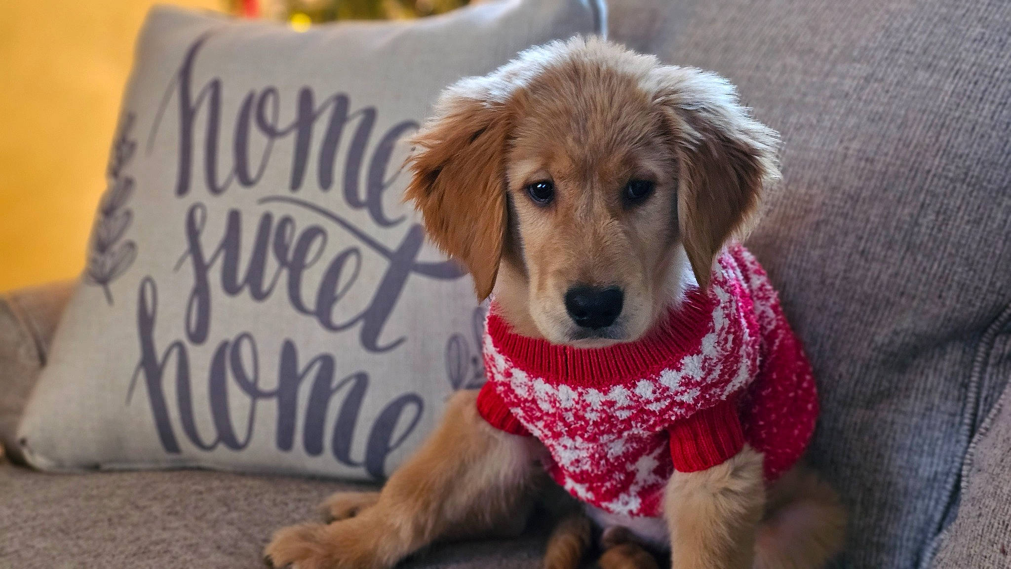 Leo The Great Benjamin