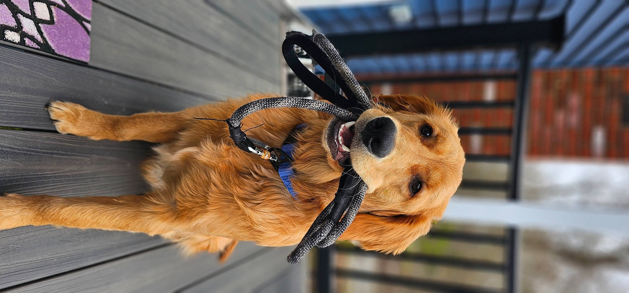 Leo The Great joined the competition — help win amazing prizes! collar, companion_dog, dog_breed, dog_collar, eyewear, fawn, feather, fur, leash, personal_protective_equipment, pet_supply, snout, terrestrial_animal, wood, working_animal