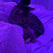 Bloom participe au concours pour gagner de l'argent avec cette photo : cat, tabby_cat, blanket, bedding, toy_mouse, indoor, pet, feline, striped, cozy, purple_light, sleepy, resting, cute, animal, fur, whiskers, paw, bed, relaxation