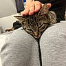 Bloom participe au concours pour gagner de l'argent avec cette photo : cat, tabby, pet, lap, hand, person, indoor, comfort, relaxation, gray_pants, black_tank_top, feline, domestic_animal, resting, touch, close_up, cozy, home, soft_light, sleepy