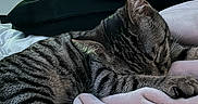 Bloom participe au concours pour gagner de l'argent avec cette photo : cat, tabby_cat, sleeping, blanket, pink_blanket, cushion, black_cushion, indoor, pet, feline, resting, cozy, fur, striped, animal, domestic_cat, relaxation, bedroom, soft_texture, comfort