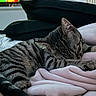 animal, bedroom, black_cushion, blanket, cat, comfort, cozy, cushion, domestic_cat, feline, fur, indoor, pet, pink_blanket, relaxation, resting, sleeping, soft_texture, striped, tabby_cat