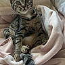 Bloom a rejoint le concours — aidez-le/la à gagner de superbes lots ! cat, tabby, pet, animal, feline, cute, blanket, bed, pillow, indoor, resting, fur, whiskers, tail, soft, cozy, comfort, looking, young, domestic