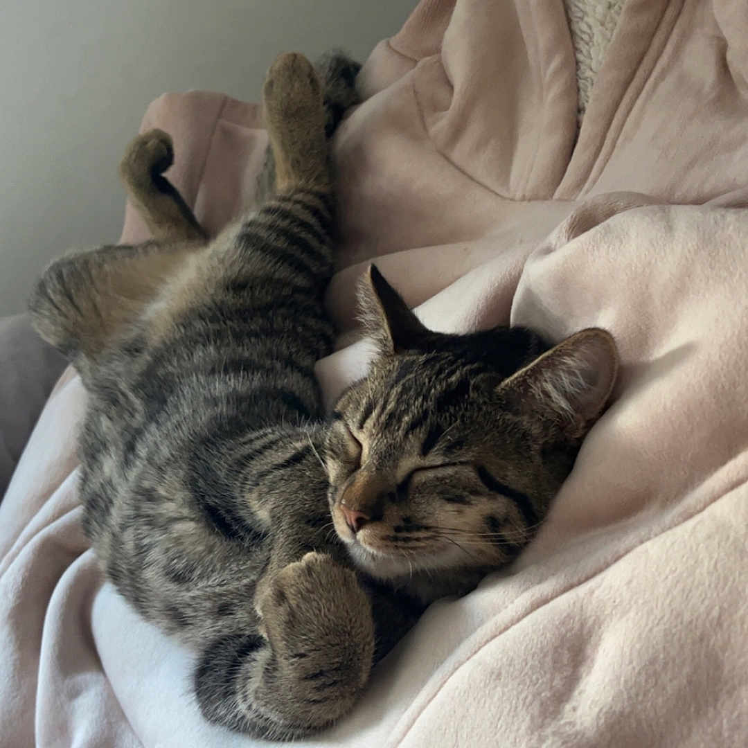 Bloom a rejoint le concours — aidez-le/la à gagner de superbes lots ! cat, tabby, sleeping, relaxed, cozy, fleece, blanket, hoodie, indoor, pet, fur, whiskers, cute, paws, resting, animal, soft, comfort, nap, domestic