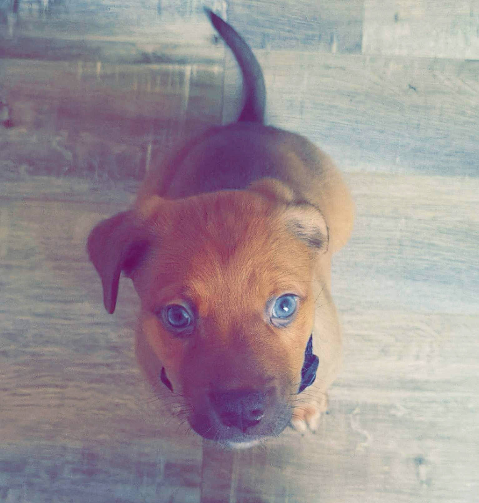 Tymon a rejoint le concours — aidez-le/la à gagner de superbes lots ! canidae, carnivore, companion_dog, dog, dog_breed, ear, fawn, guard_dog, hardwood, head, hunting_dog, liver, pet_supply, sky, snout, sporting_group, tail, whiskers, wood, working_animal