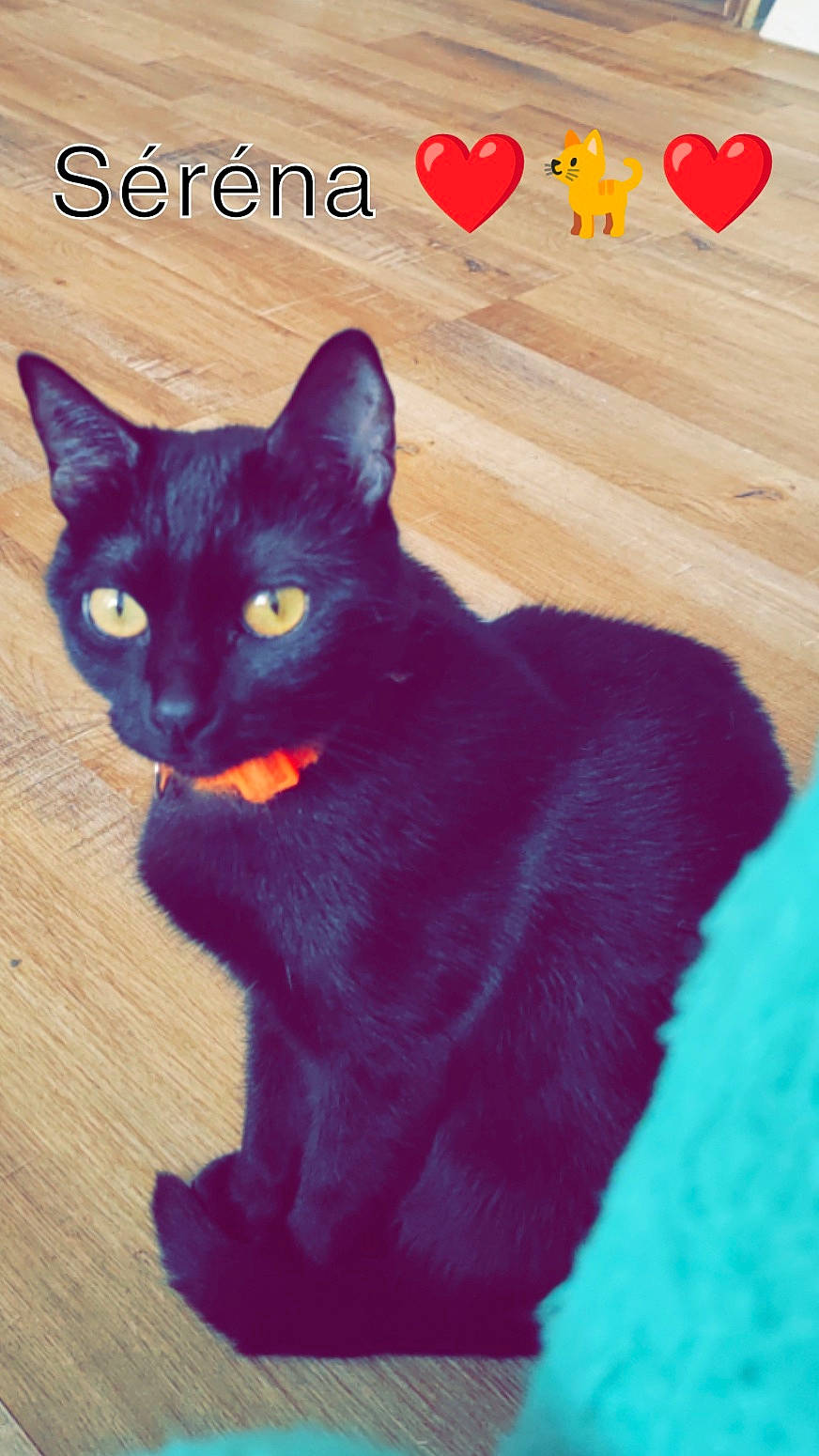 Séréna a rejoint le concours — aidez-le/la à gagner de superbes lots ! black_cat, carnivore, cat, cat_supply, claw, domestic_short_haired_cat, electric_blue, felidae, font, fur, happy, paw, photo_caption, plant, red, small_to_medium_sized_cats, snout, tail, whiskers, window