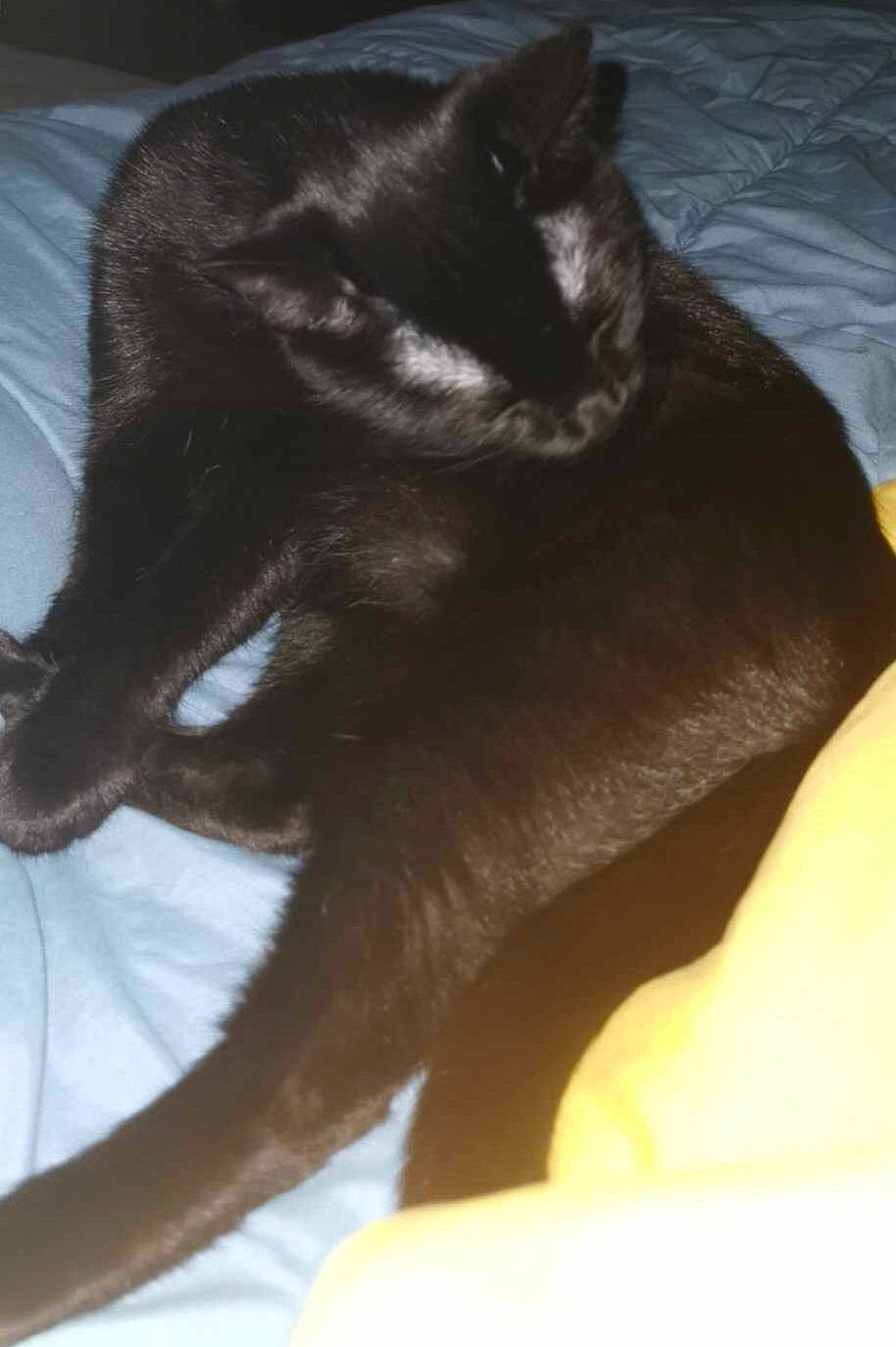 Séréna a rejoint le concours — aidez-le/la à gagner de superbes lots ! black_cat, carnivore, cat, claw, comfort, domestic_short_haired_cat, felidae, foot, fur, gesture, human_leg, paw, plant, small_to_medium_sized_cats, snout, tail, terrestrial_animal, thigh, whiskers