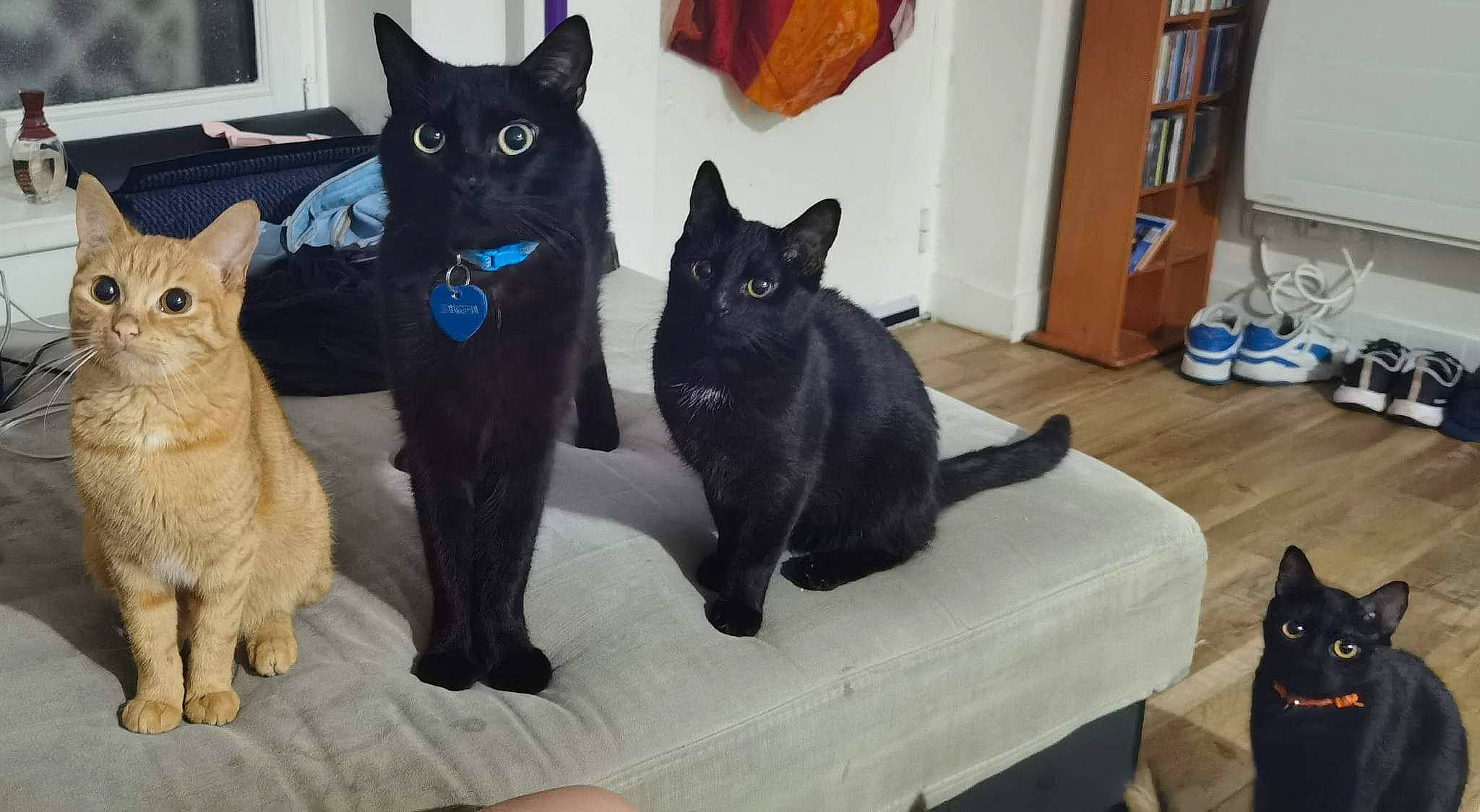 Koda a rejoint le concours — aidez-le/la à gagner de superbes lots ! black_cat, bombay, carnivore, cat, claw, comfort, domestic_short_haired_cat, electric_blue, felidae, flooring, fur, mammal, paw, room, small_to_medium_sized_cats, tail, vertebrate, whiskers